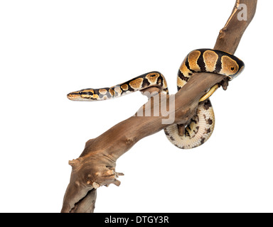 Vue latérale d'un Python regius sur une branche in front of white background Banque D'Images