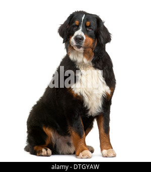 Bernese Mountain dog sitting, à la suite, 8 mois, contre fond blanc Banque D'Images