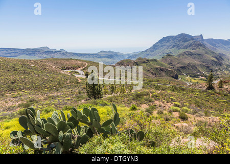 Prickly pear-Cactus (Opuntia ficus-indica), la serpentine road, en face de la montagne Morro de las Vacas, 1433 m, Gran Canaria Banque D'Images