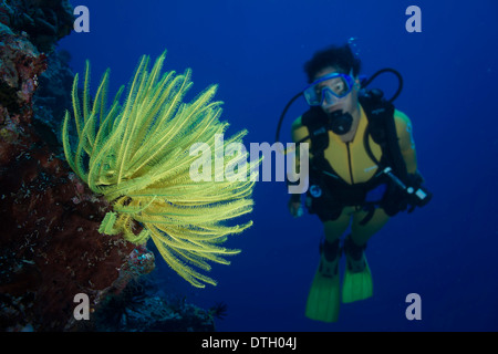 Plongée sous marine à la recherche lors d'une Plume Jaune Star (Crinoidea), Philippines Banque D'Images