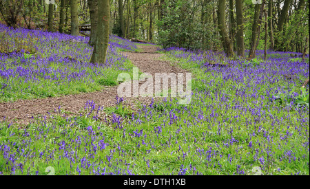 Natif britannique bluebells (Hyacinthoides non-scripta) dans un anglais ancien caduques - Shaw Wood, Derbyshire, Royaume-Uni - mai Banque D'Images