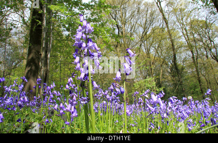 Natif britannique bluebells (Hyacinthoides non-scripta) dans un anglais ancien caduques - Shaw Wood, Derbyshire, Royaume-Uni - mai Banque D'Images