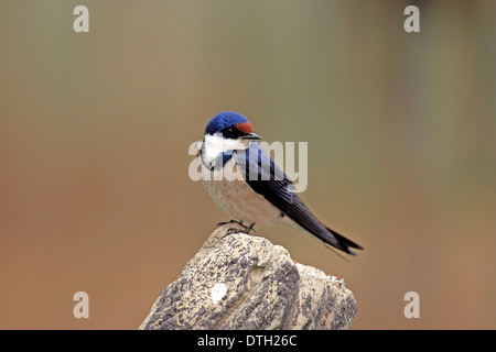 Hirondelle à gorge blanche, l'Afrika / (Hirunda albigularis) Banque D'Images