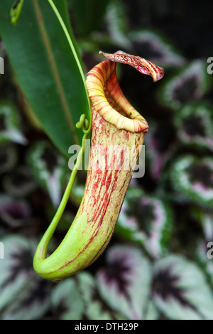 Une Sarracénie sauvages ( Nepenthes gracilis ) à Bornéo, Malaisie Banque D'Images