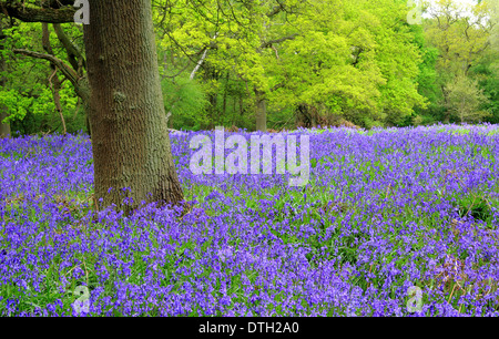 Natif britannique bluebells (Hyacinthoides non-scripta) dans un anglais ancien caduques -Bois de Ryton, Warwickshire, Royaume-Uni - mai Banque D'Images