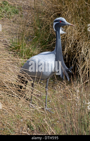 Grue Demoiselle Anthropoides virgo Slimbridge UK Banque D'Images