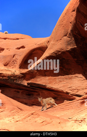 Mountain Lion, Monument Valley, Utah, USA / (Felis concolor) Banque D'Images