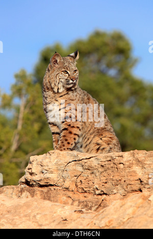 Bobcat, Monument Valley, Utah, USA / (Lynx rufus, Felis rufa) Banque D'Images