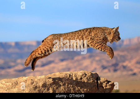 Bobcat, Monument Valley, Utah, USA / (Lynx rufus, Felis rufa) Banque D'Images