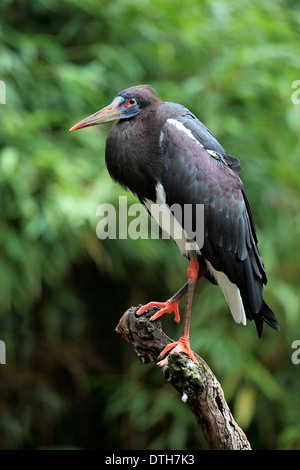 D'Abdim (Ciconia abdimii Cigogne /) Banque D'Images