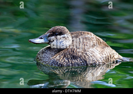 Canard du Lac Argentin, femme / (Oxyura vittata) / Bleu Argentine Argentine-facture, l'Érismature rousse Banque D'Images