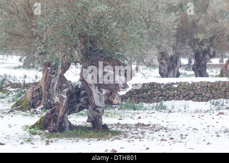 Centenaire d'oliviers et de terres de culture en hiver. Zone de Valldemossa. Majorque, Baléares, Espagne Banque D'Images