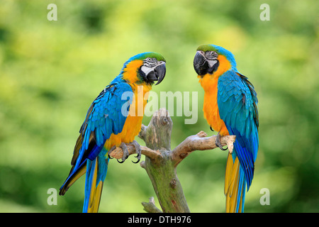 Blue-and-Yellow Macaw (Ara ararauna) / / Bleu et or Macaw Banque D'Images