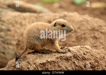 Chien de prairie, young / (Cynomys ludovicianus) Banque D'Images