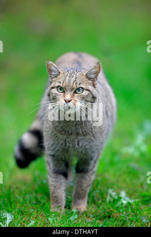 Chat sauvage commun / (Felis silvestris) Banque D'Images