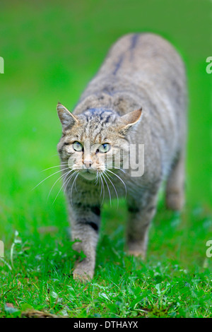 Chat sauvage commun / (Felis silvestris) Banque D'Images