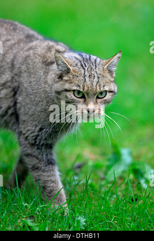 Chat sauvage commun / (Felis silvestris) Banque D'Images