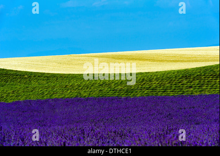 Europe, France, Alpes de Haute Provence, 04, Parc Naturel Régional du Verdon, Valensole. Champ de lavande et de blé. Banque D'Images