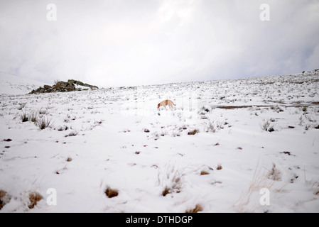 Brown Mixed breed dog appréciant jour de neige en montagne Banque D'Images