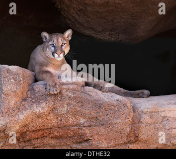 Un couguar, ou lion de montagne, regarde d'une perchaude rocheuse.Pris dans un sanctuaire de la vie sauvage à Tucson, l'Arizona a appelé l'Arizona - Sonora Desert Museum Banque D'Images