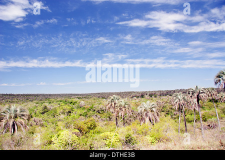 Le parc national El Palmar, province d'Entre Ríos, Argentine Banque D'Images