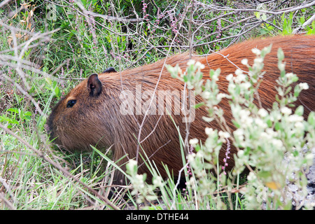 Carpincho ou Capybara dans le parc national El Palmar, province d'Entre Ríos, Argentine Banque D'Images