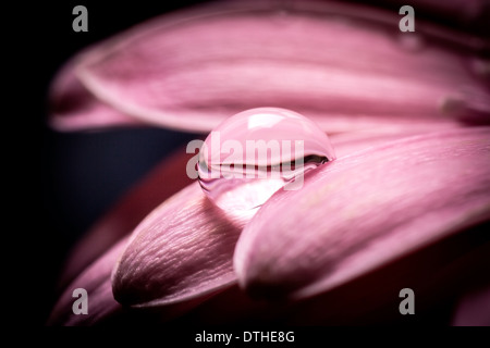 Close up goutte d'eau sur des pétales de rose. Banque D'Images