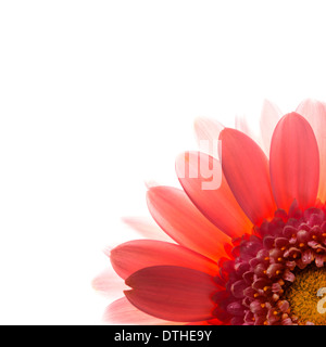 Des pétales de rose, macro sur fleur. Arrière-plan blanc. Banque D'Images