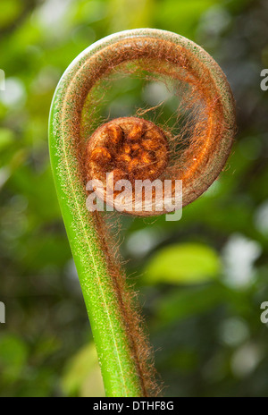 Déroulement Fiddlehead Fronde de fougère, Bornéo, Malaisie Banque D'Images