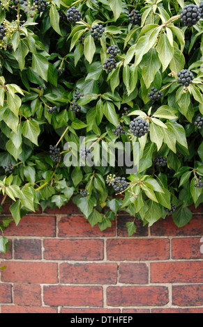 Lierre (Hedera helix) gowing up mur de brique rouge montrant des fleurs qui se sont transformées en baies noires, England, UK Banque D'Images