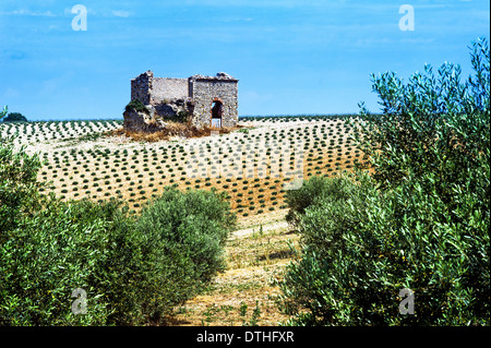 Europe, France, Alpes de Haute Provence, 04, Parc Naturel Régional du Verdon, Valensole. La ruine et dans un champ de lavande. Banque D'Images