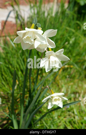 White jonquilles (Narcissus) croissant dans jardin Banque D'Images