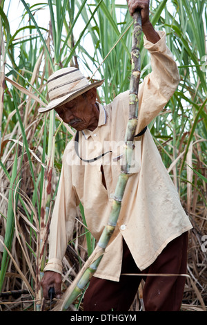 Un agriculteur panaméen récolte de la canne à sucre dans sa petite ferme d'El Rosario, près de Penonome, dans la province de Cocle, en République du Panama, en Amérique centrale. Banque D'Images