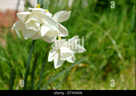 Close-up of White jonquilles (Narcissus) croissant dans jardin Banque D'Images