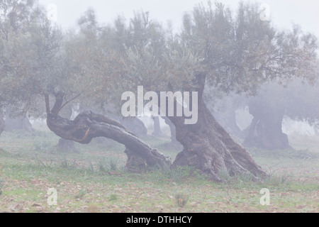 Oliviers centenaire dans un jour brumeux de l'hiver à Valldemossa. Montagnes de Tramuntana. Majorque, Baléares, Espagne Banque D'Images