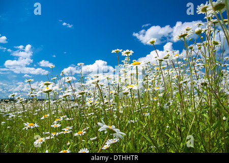 Été magnifique paysage rural avec un pré en fleurs et le ciel bleu Banque D'Images