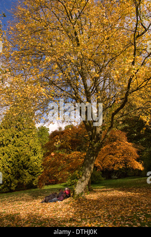 Arbre d'Automne Couleurs du National Trust Jardins Stourhead, Wiltshire,à la recherche de l'autre côté du lac au Panthéon de la folie. Un UK Banque D'Images