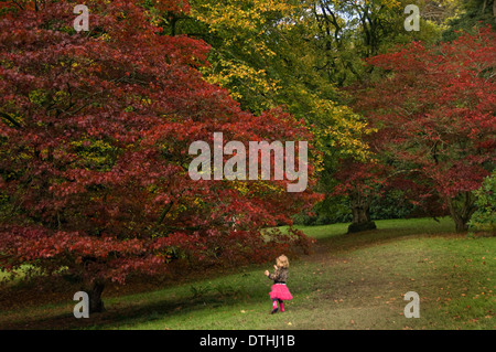 Arbre d'Automne Couleurs du National Trust Jardins Stourhead, Wiltshire,à la recherche de l'autre côté du lac au Panthéon de la folie. Un UK Banque D'Images