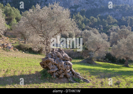 Olivier centenaire et la culture des terres. Zone de Valldemossa. Montagnes de Tramuntana. Majorque, Baléares, Espagne Banque D'Images