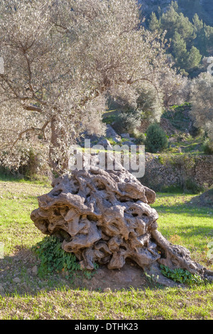 Olivier centenaire et la culture des terres. Zone de Valldemossa. Montagnes de Tramuntana. Majorque, Baléares, Espagne Banque D'Images