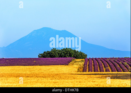 Europe, France, Alpes de Haute Provence, 04, Parc Naturel Régional du Verdon, Valensole. Champ de lavande et de blé. Banque D'Images