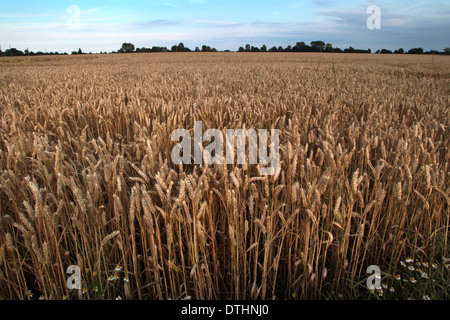 Domaine du blé mûr, Lieurey, Normandie, France, jours avant d'être récoltés. Banque D'Images