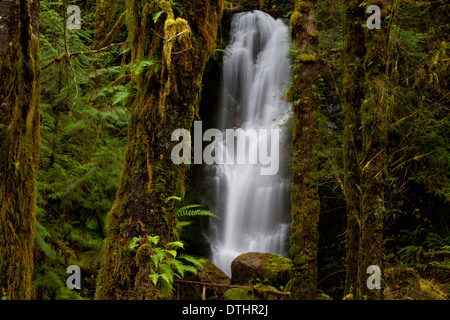 Une vue panoramique des chutes Merriman (supérieur) South Shore Road de Lake Quinault, Olympic National Park, Washington, USA en Novembre Banque D'Images