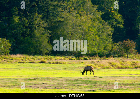 Le wapiti de Roosevelt, Doyen Elk Creek, zone de visualisation Coos Bay Bureau de la gestion des terres, de l'Oregon Banque D'Images