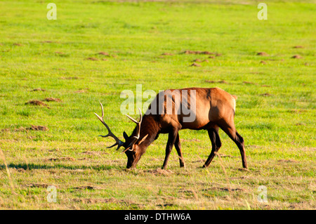 Le wapiti de Roosevelt, Doyen Elk Creek, zone de visualisation Coos Bay Bureau de la gestion des terres, de l'Oregon Banque D'Images