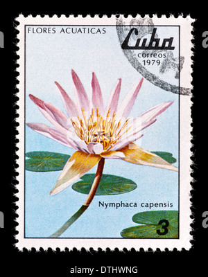 Timbre-poste de Cuba représentant une cape nénuphar bleu (Nymphaea capensis) Banque D'Images