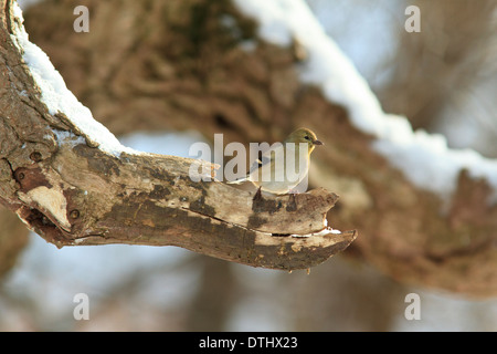 Chardonneret jaune (Carduelis tristis) sur branche d'arbre en hiver Banque D'Images