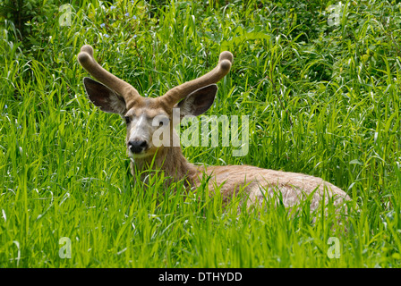 Le cerf mulet mature buck assis dans l'herbe verte au printemps Banque D'Images