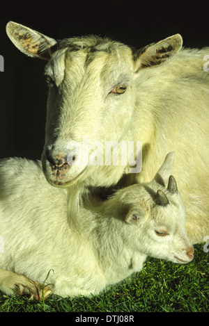 NANNY GOAT (Capra aegagrus hircus) reposant avec JEUNE Banque D'Images