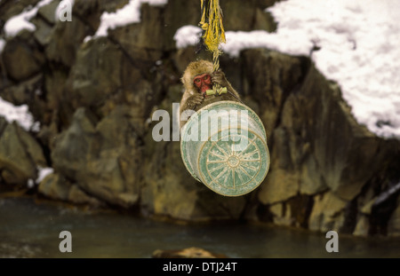 Jeune MACAQUE JAPONAIS OU SNOW MONKEY (Macaca fuscata) JOUANT DANS UN SEAU suspendu au-dessus d'une rivière Banque D'Images